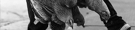 La vida gallina